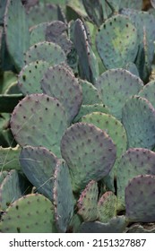 Large Round Cactus Plants Without Needles In Spring Garden In New Mexico Rounded Shapes Of Cactus Plant In Outdoor Garden Vertical Format  Backdrop Background Or Wallpaper Green And Purple Colors