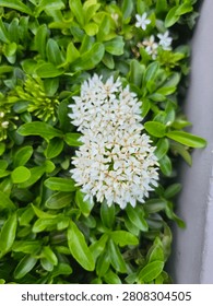 A large round cluster of small white flowers blooms densely, surrounded by vibrant green leaves in natural daylight.