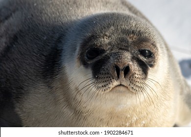 A Large Round Harp Seal With A Light Coloured Grey Fur Coat With Dark Spots Lays In The Sun. The Wild Animal Is On White Snow With The Sun Shining On Its Soft Grey Fur, Dark Eyes, Long Whiskers. 