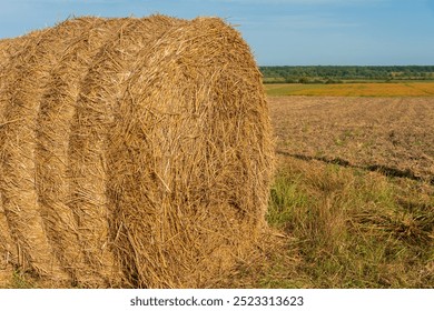 A large round hay bale sits in a sunlit field, surrounded by freshly cut grass and distant greenery, reflecting the peacefulness of late summer - Powered by Shutterstock