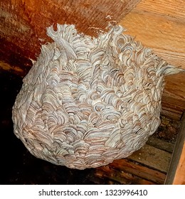 Royalty Free Large Hornets Nest Stock Images Photos