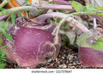 A large round organic purple colored turnip or rutabaga root vegetable growing in a raised bed garden. The soil on the ground is dark, rich composited earth with shell bits mixed in among the dirt.  - Shutterstock ID 2217378647