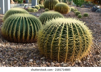 Large Round Prickly Cacti Grow In The Desert.