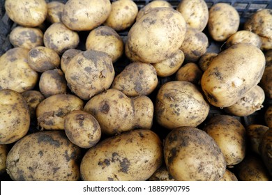 Large Rugged Potatoes And Small Potatoes