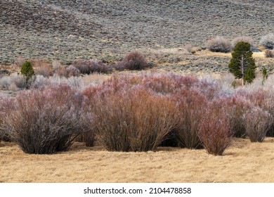 Large Sagebrush Turning Colors In The Late Autumn