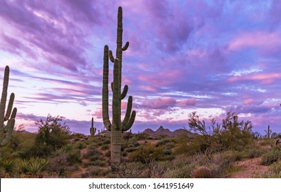 A Large Saguaro Cactus at sunrise with valley and mountains in background near Phoenix, AZ.