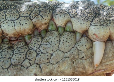 Large Salt Water Crocodile Teeth Close Stock Photo 1131583019 ...