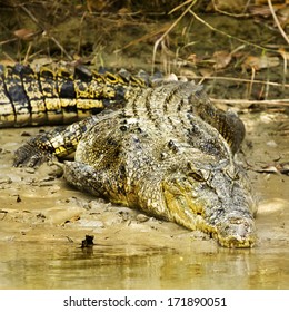 Large Saltwater Crocodile In Kakadu National Park, Australia.