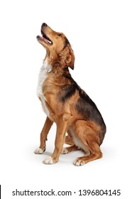 Large Saluki Crossbreed Dog Sitting To Side And Looking Up. Isolated On White. 