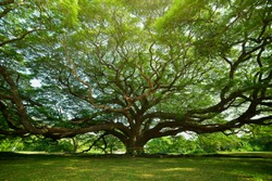 Большое саманское дерево с ветвью в Канчанабури, Таиланд.
большое дерево в таиланд