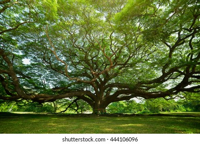 Large Samanea saman tree with branch in Kanchanaburi, Thailand.
the big tree in thailand 