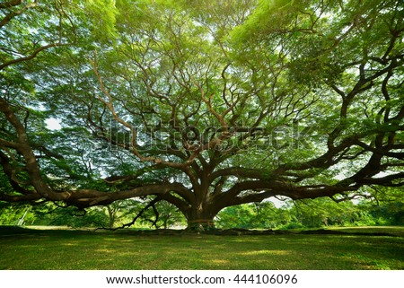 Large Samanea saman tree with branch in Kanchanaburi, Thailand.
the big tree in thailand 