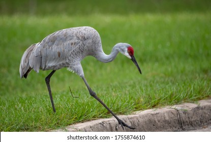 Large Sandhill Crane Stepping Off A Curb Into The Road