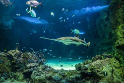 Large Sawfish, Also Known As Carpenter Shark, And Other Fishes Swimming In A Large Aquarium