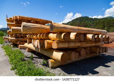 Large sawn round pine trees are laid in a pile for preparation of the production of building materials and the construction of house and buildings. Architectural industry. Threat to the environment.