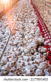 Large Scale African Chicken Farm In Botswana