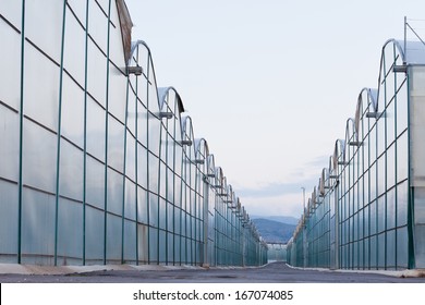 Large Scale Commercial Greenhouses For Agricultural Veggie Production In Two Endless Rows Reaching Horizon