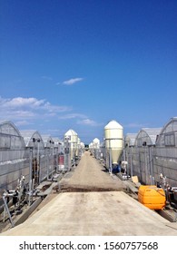 Large Scale Facility Horticulture And Sky