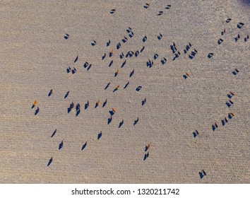 Large Scale Meat Production In Argentina, Aerial View Of A Batch