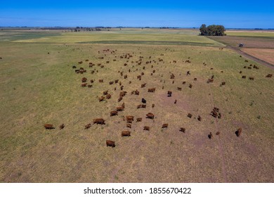 Large Scale Meat Production In Argentina, Aerial View Of A Batch