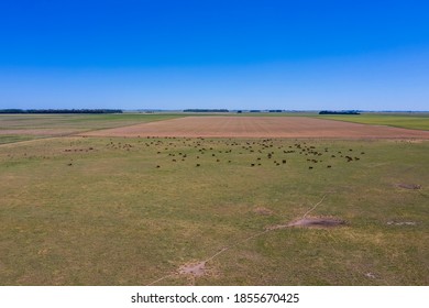 Large Scale Meat Production In Argentina, Aerial View Of A Batch