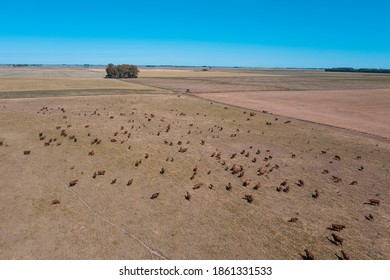 Large Scale Meat Production In Argentina, Aerial View Of A Batch Of Cows