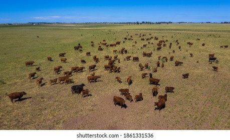 Large Scale Meat Production In Argentina, Aerial View Of A Batch Of Cows