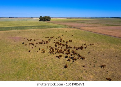 Large Scale Meat Production In Argentina, Aerial View Of A Batch Of Cows.