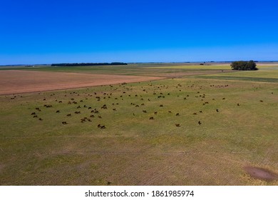 Large Scale Meat Production In Argentina, Aerial View Of A Batch Of Cows.