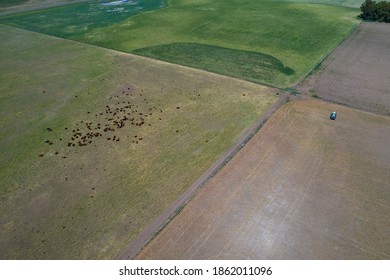 Large Scale Meat Production In Argentina, Aerial View Of A Batch Of Cows.