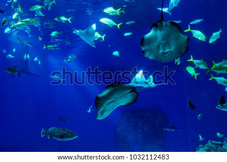 Large scale sealife oceanarium with many species of underwater animals in a zoological aquarium