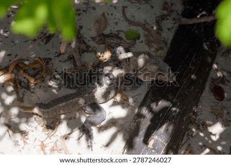 A large scaly lizard with spiny ridges along its back lies on pale sand beside dark wood and dry leaves. patches of sunlight and shadow from overhead foliage create a mottled pattern across its gray and black skin.