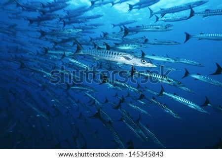 Large school of Barracuda fish