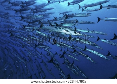Large school of Barracuda fish