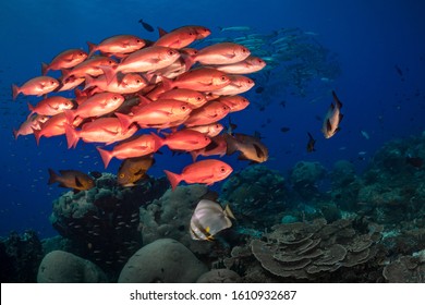 Large school of barracuda swim above school of red snapper beside coral reef