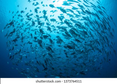 A large school of Bigeye jacks, Caranx sexfasciatus, swims in the tropical blue waters of Palau. This tropical island-nation is home to extraordinary marine biodiversity.