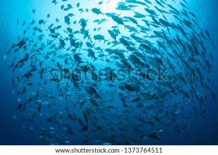 A large school of Bigeye jacks, Caranx sexfasciatus, swims in the tropical blue waters of Palau. This tropical island-nation is home to extraordinary marine biodiversity.