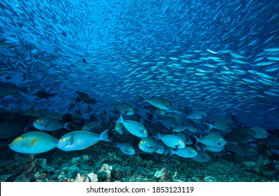 Large school of blue surgeon fish swimming over reef in ocean blue water with colourful colors
