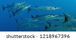Large School of Chevron Barracuda fish or Sawtooth Barracuda (Sphyraena putnamae), Indonesia