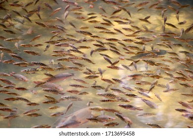 a large school of fish
