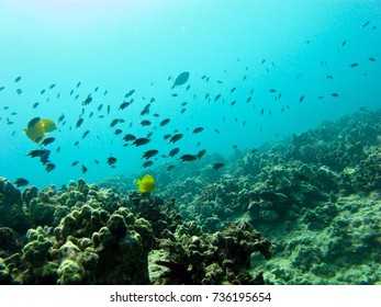 A Large School Of Fish Swarm Above A Coral Reef Off Oahu.