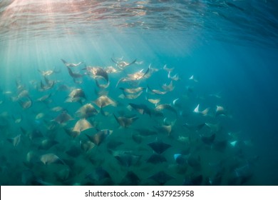 Large school of Munk's devil, or mobula, rays swimming into the sun late in the afternoon, Baja California, Mexico.