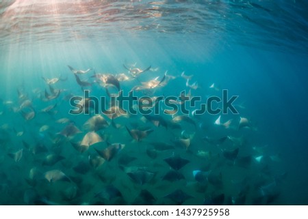 Large school of Munk's devil, or mobula, rays swimming into the sun late in the afternoon, Baja California, Mexico.