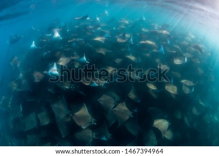 Large school of Munk's devil, or mobula, rays, Sea of Cortes, Baja California, Mexico. Stock fotó © 
