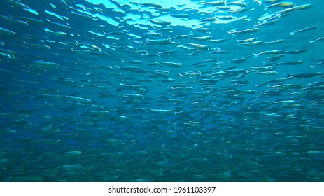 Large School Of Small Fish, Background