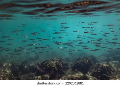 A Large School Of Small Fish Swim Underwater