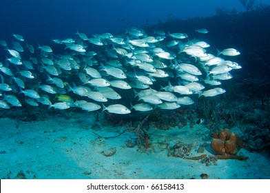 Large School of Tomtate Grunts on a reef at a depth of sixty feet in Boca Raton, Florida.