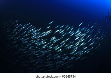 Grande école de sardines sauvages dans l'océan : photo de stock