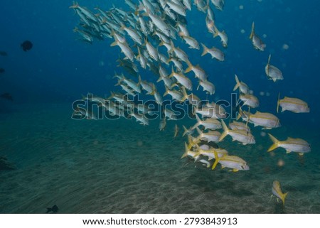 A large school of yellowtail snapper (*Luces fulvus*) swims gracefully over a sandy bottom near Mala Ramp on Maui, Hawaii.