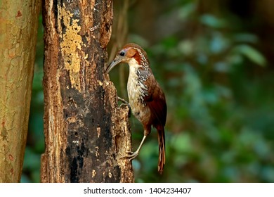 Large Scimitar Babbler in nature, Birds of Thailand: Siam ...